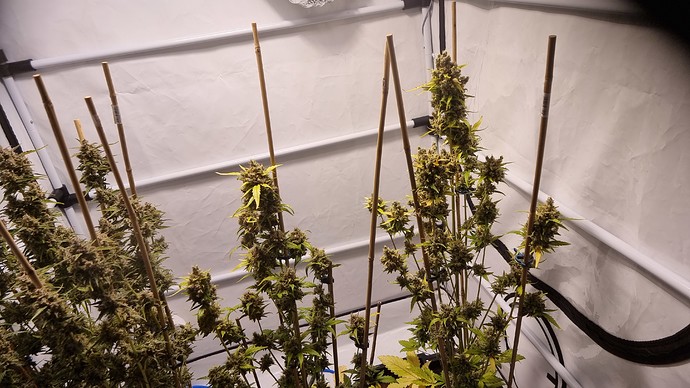 Growreport Bild 3