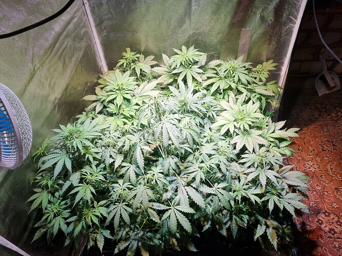Growreport Bild 5