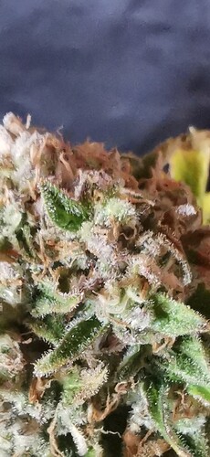Growreport Bild 16