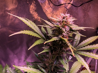 Growreport Bild 31