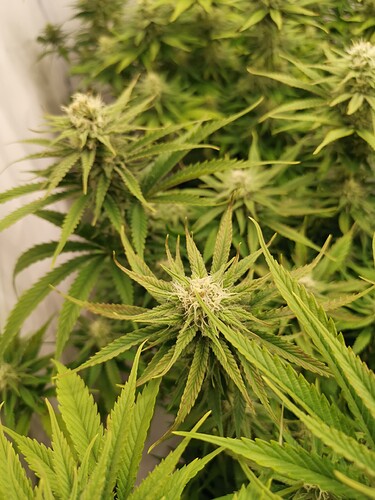 Growreport Bild 18