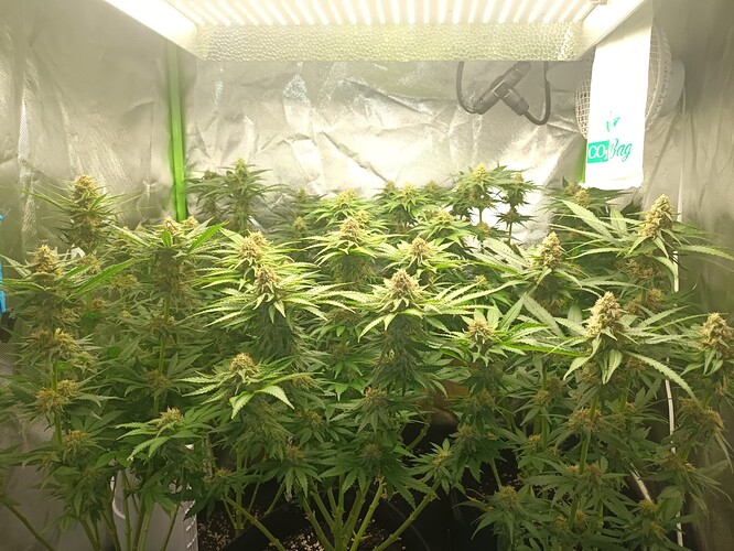Growreport Bild 3