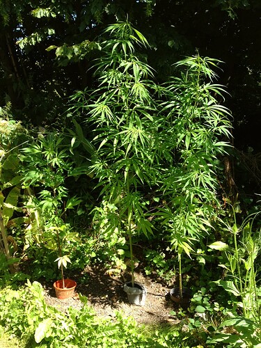 Growreport Bild 5