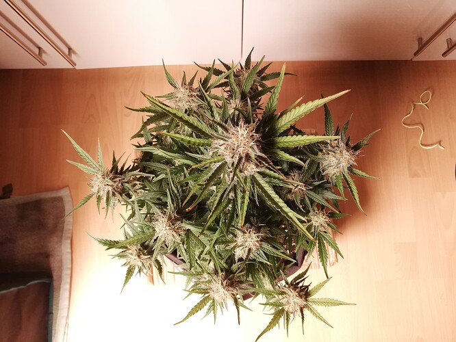 Mimosa_231224-4