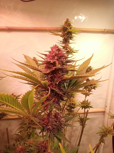 Growreport Bild 10