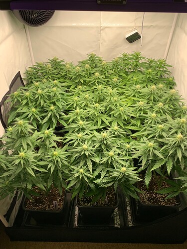 Growreport Bild 1