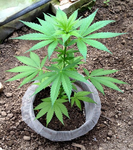 061_Cream Mandarine_02