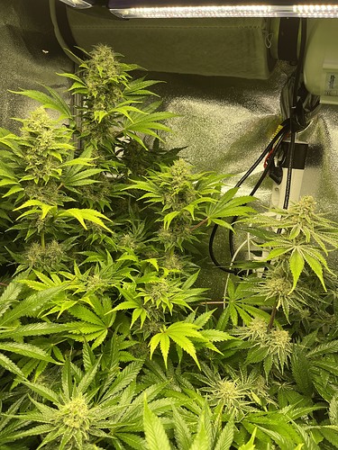 Growreport Bild 4