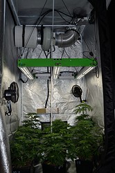 Growreport Bild 8