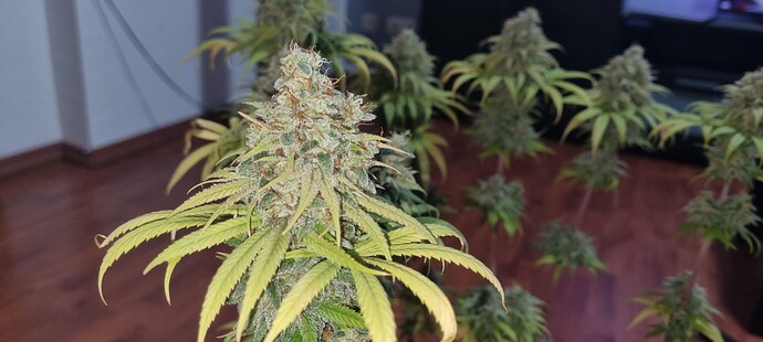 Growreport Bild 12