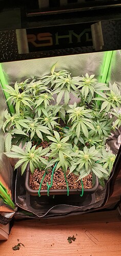 Growreport Bild 3