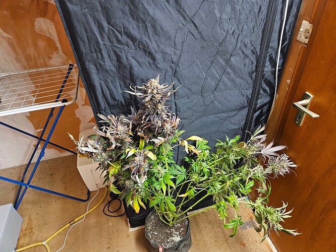 Growreport Bild 19