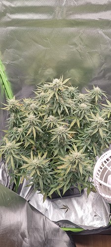 Growreport Bild 29