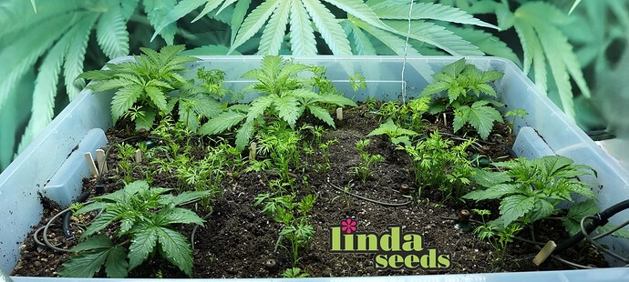 Growreport Bild 2