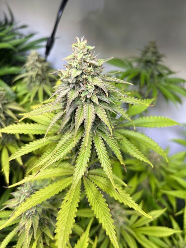 Growreport Bild 4