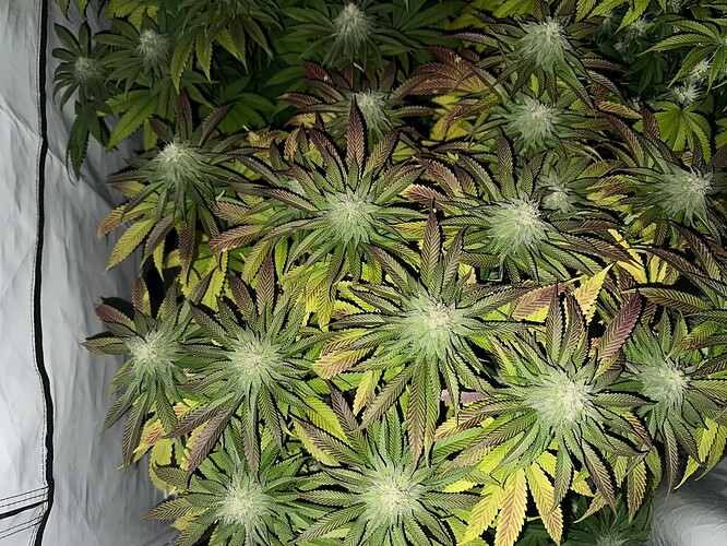 Growreport Bild 16