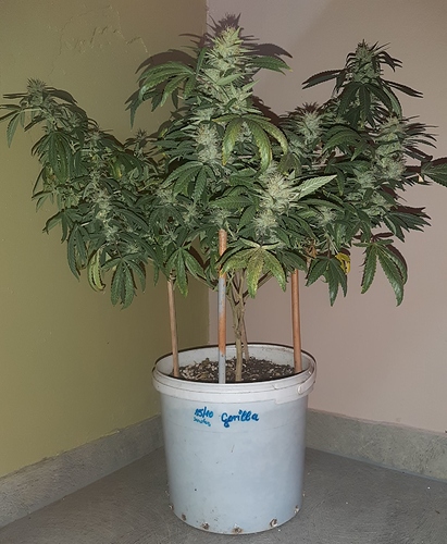 Growreport Bild 1
