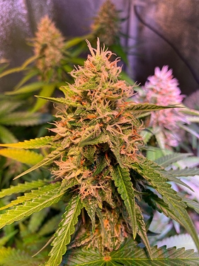 Growreport Bild 9