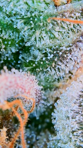 Growreport Bild 4
