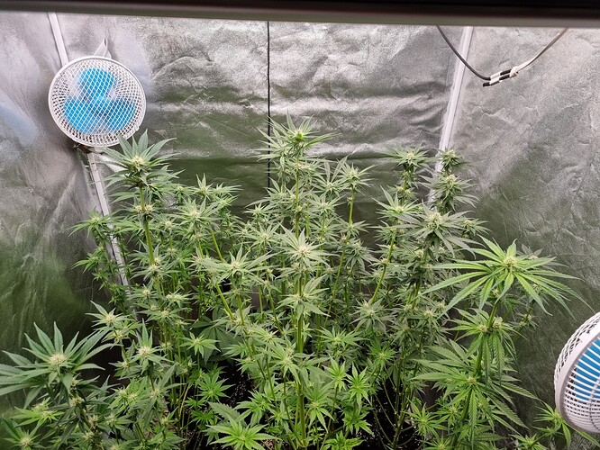 Growreport Bild 3