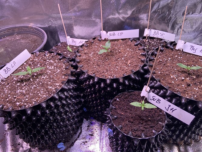 Growreport Bild 13