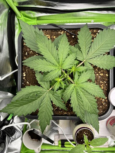 Growreport Bild 1