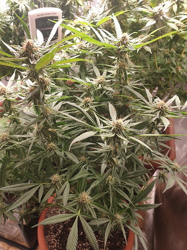 1626626837212826590670444322026