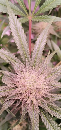 Growreport Bild 1