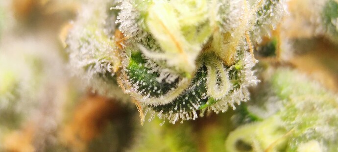 Growreport Bild 27