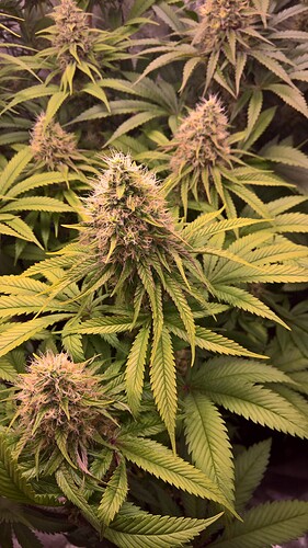 Growreport Bild 2