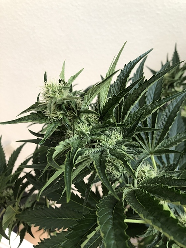 Growreport Bild 1