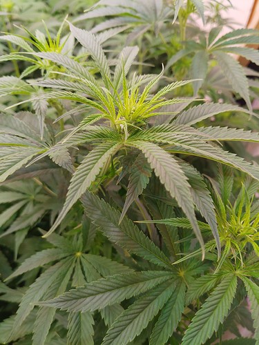 Growreport Bild 1