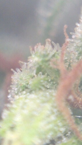 Growreport Bild 17