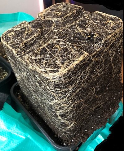 Growreport Bild 1