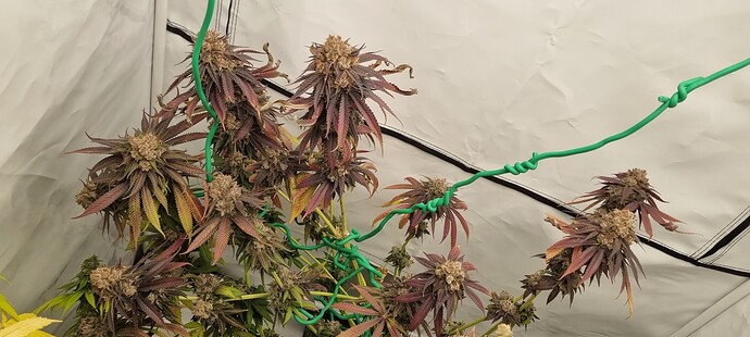 Growreport Bild 9