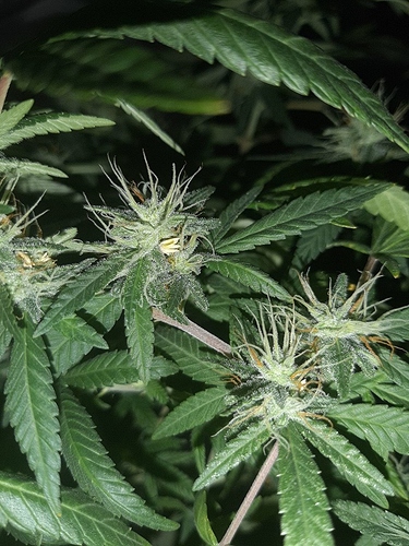Growreport Bild 12