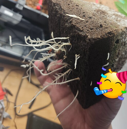 Growreport Bild 5