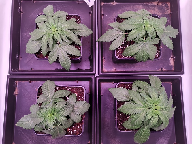 Growreport Bild 8