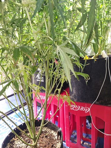 Growreport Bild 13
