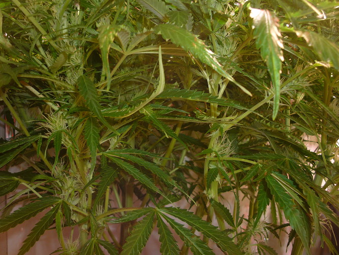 Growreport Bild 1