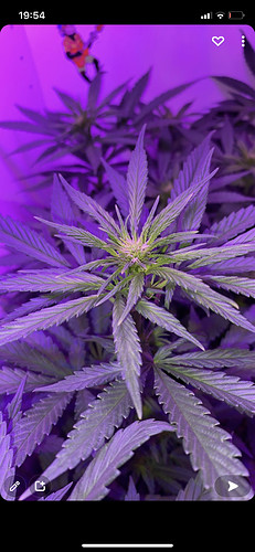 Growreport Bild 4