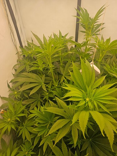 Growreport Bild 4