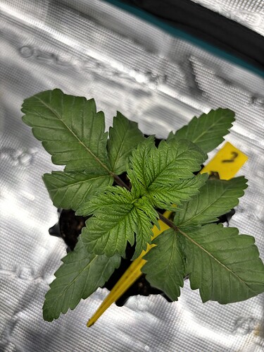 Growreport Bild 105