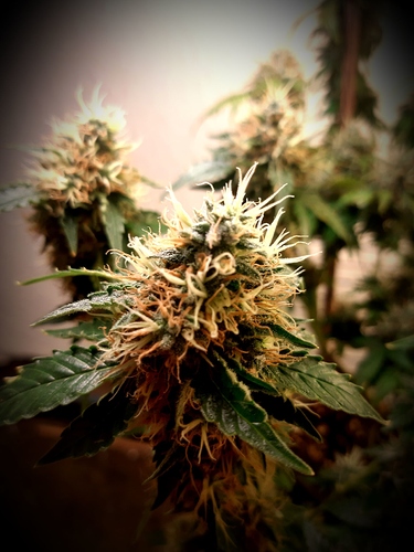 Growreport Bild 11