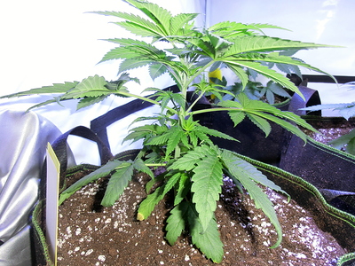 Eine junge Cannabispflanze in einem Stofftopf, die sich im Wuchs befindet. Die Pflanze hat mehrere Verzweigungen und breite Blätter.