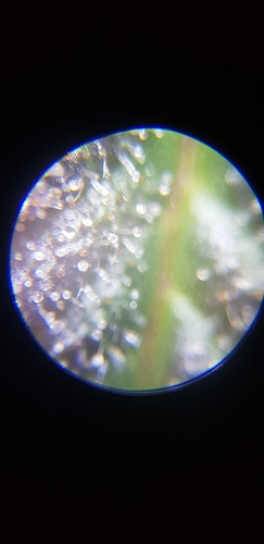 Growreport Bild 7