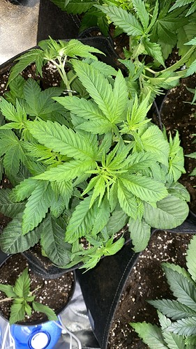 Growreport Bild 20