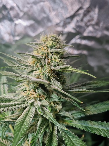 Growreport Bild 6