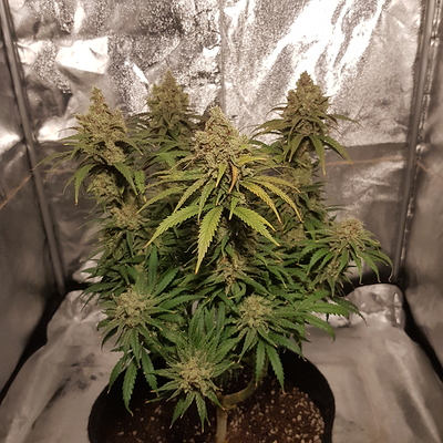 Growreport Bild 10