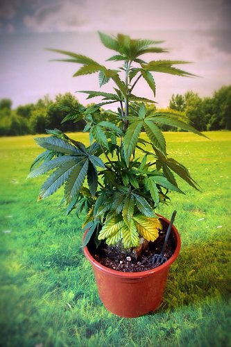 Growreport Bild 4